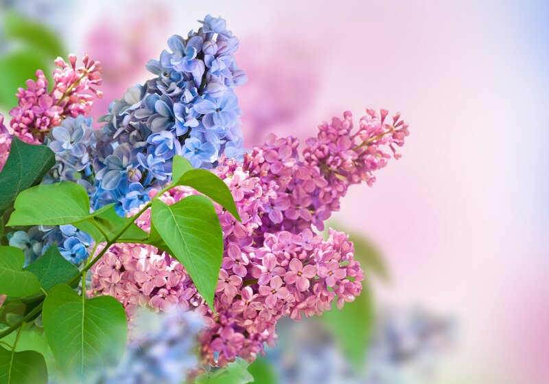 Lilac Flower Bouquet — Purple