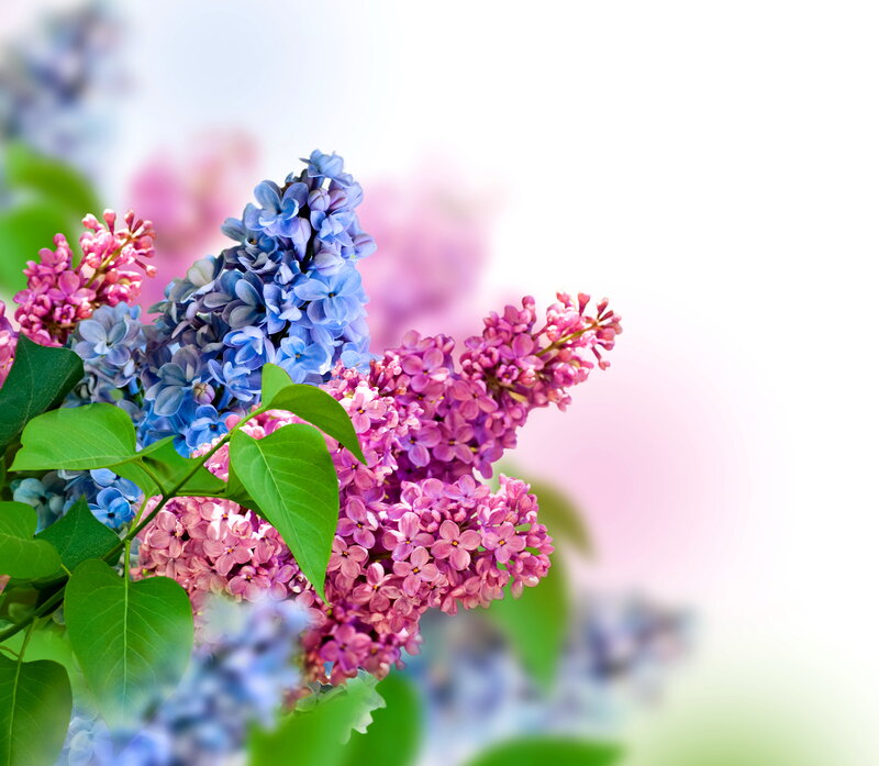 Lilac Flower Bouquet