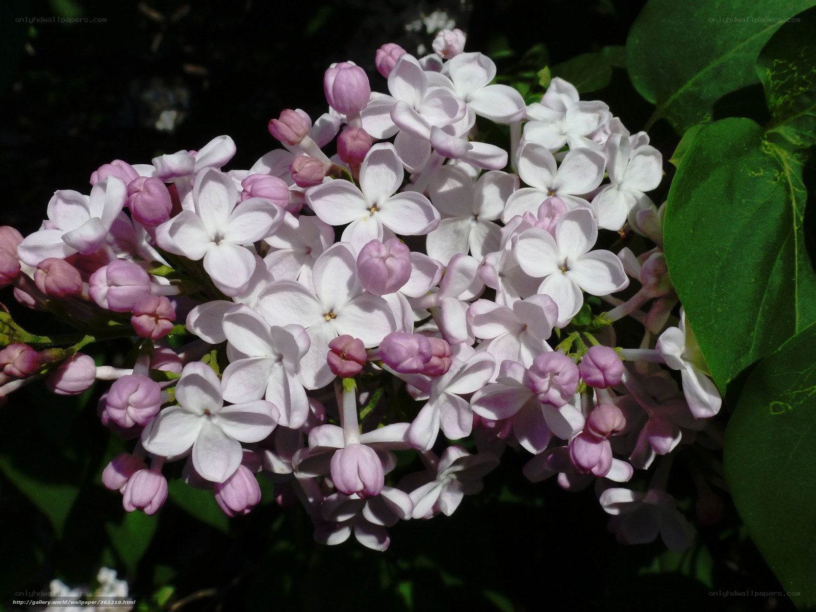 Lilac flower cluster in sunlight