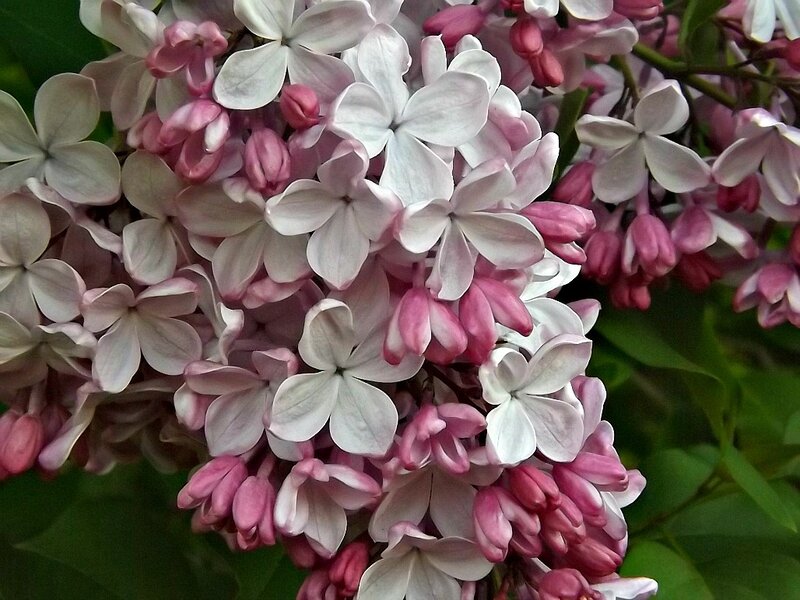 Lilac Flower Cluster — Purple, Calm