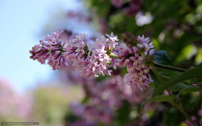 Lilac Flower Cluster — Purple, Serene