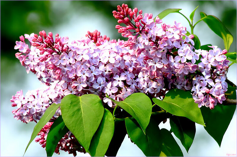 Lilac Flower Cluster — Purple