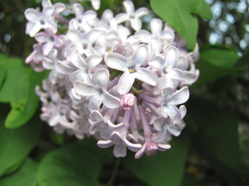 Lilac flower cluster