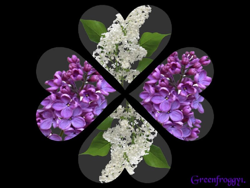 Lilac Flower Clusters — Purple, Calm, Photograph