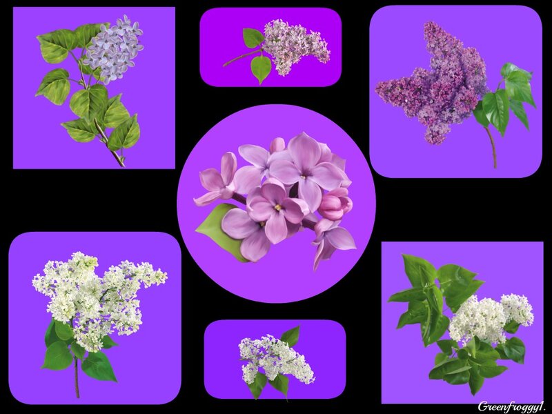 Lilac Flower Clusters — Purple, Calm, Spring