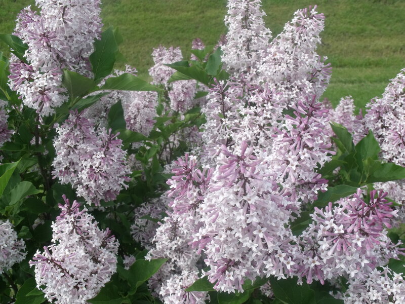 Lilac Flower Clusters — Purple, Calm