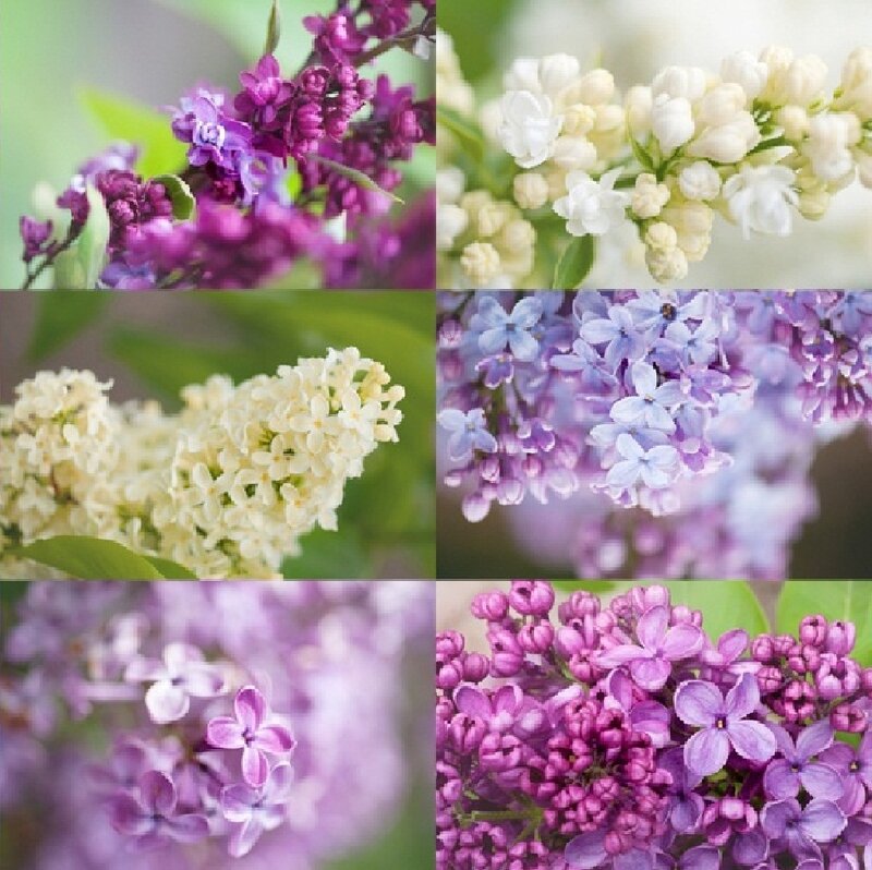Lilac Flower Clusters — Purple, Serene