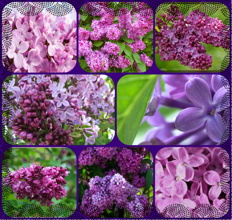 Lilac Flower Clusters — Purple