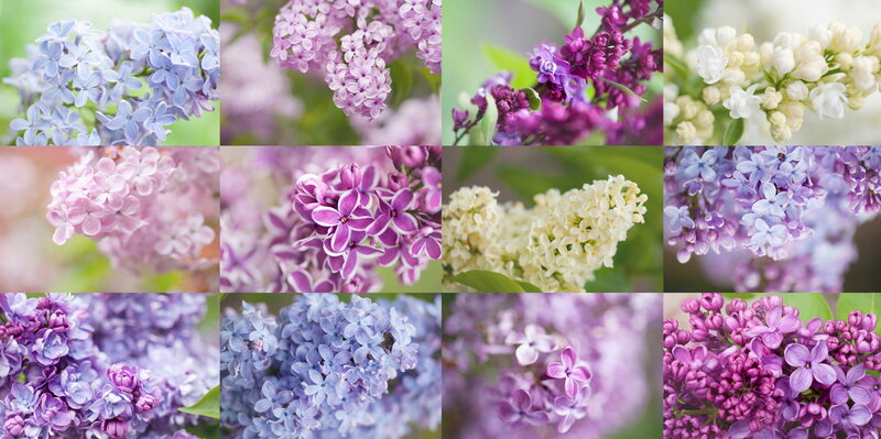 Lilac Flower Clusters