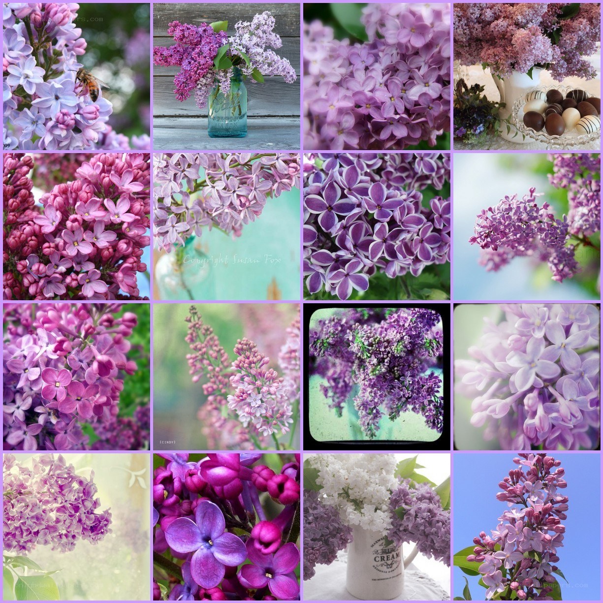 Lilac flower collage