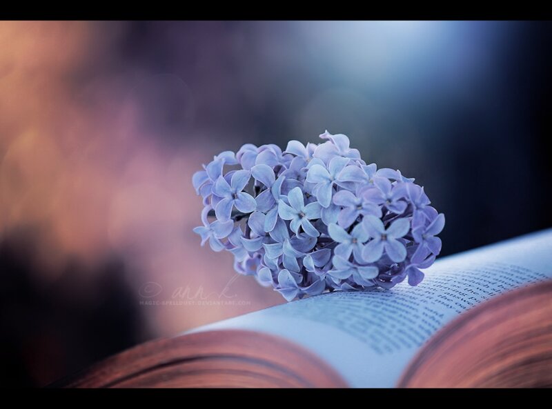 Lilac Flower on Book