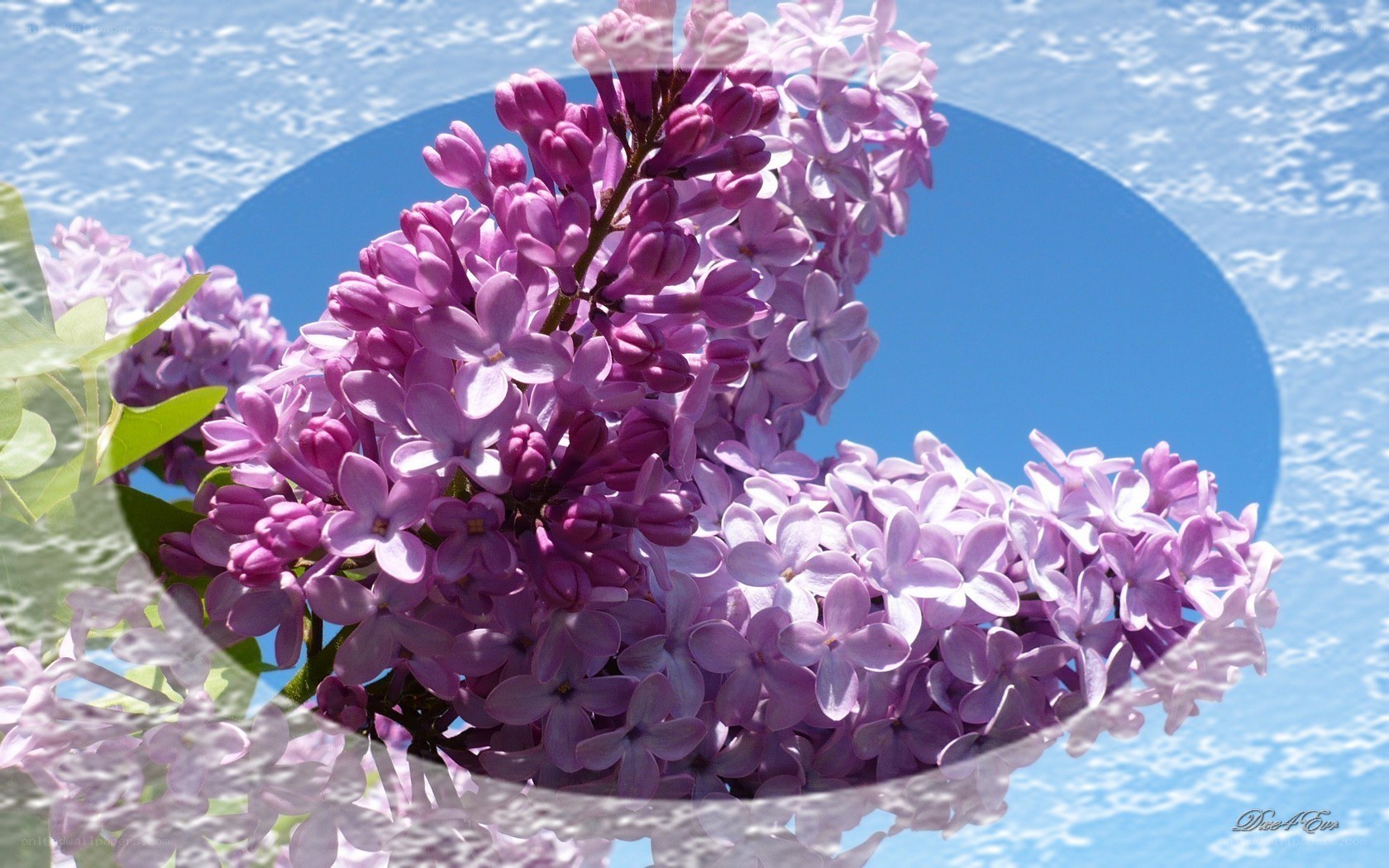 Lilac flowers against blue sky