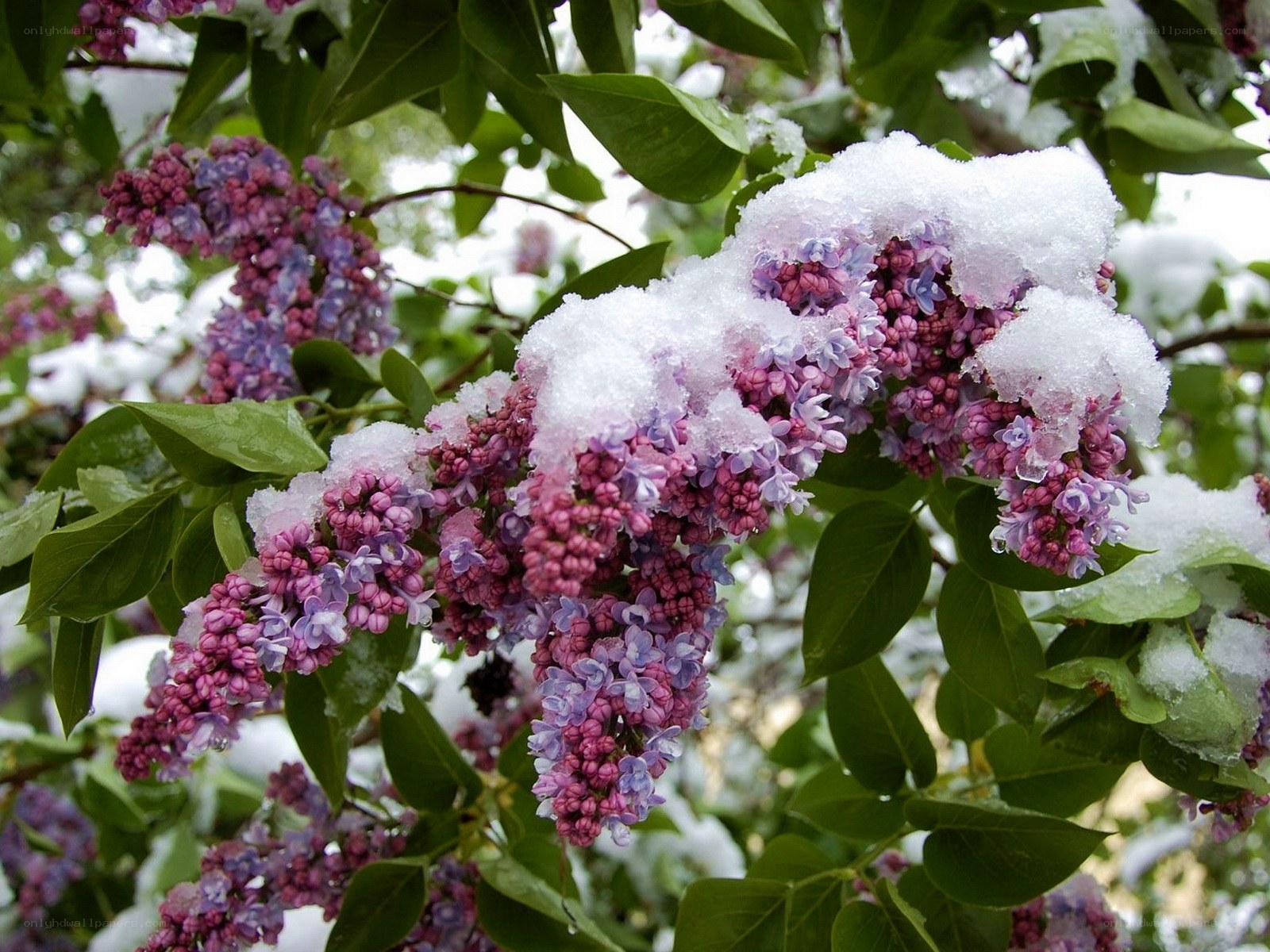 Lilac flowers covered in snow