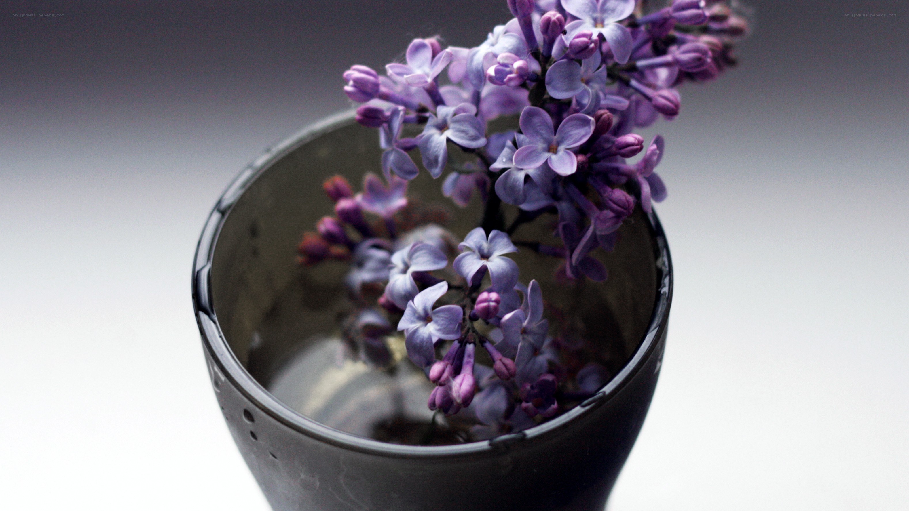 Lilac flowers in a vase