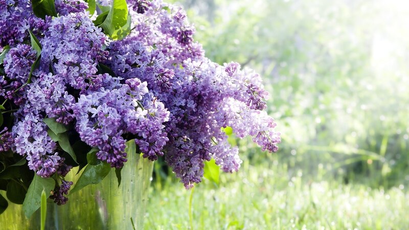 Lilac flowers in a vase