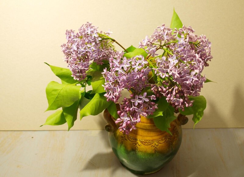 Lilac flowers in a vase