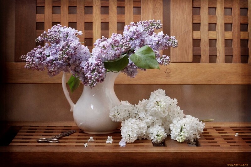 Lilac flowers in a white pitcher