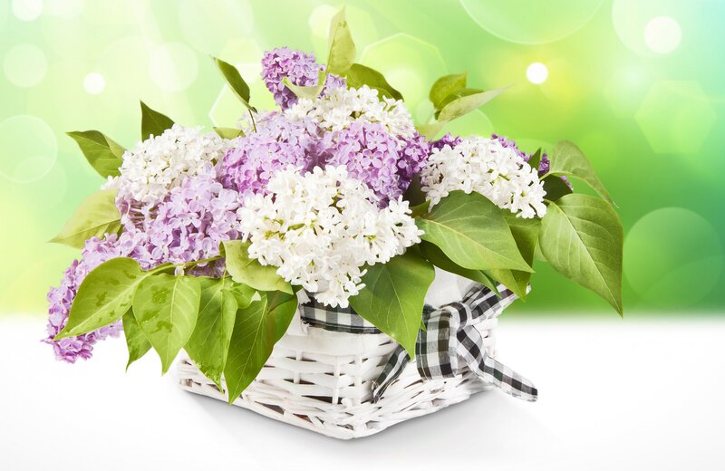 Lilac Flowers in Basket — Green, Serene