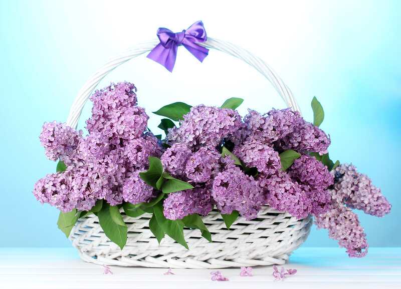 Lilac Flowers in Basket — Purple, Calm, Spring, Photograph, Bow