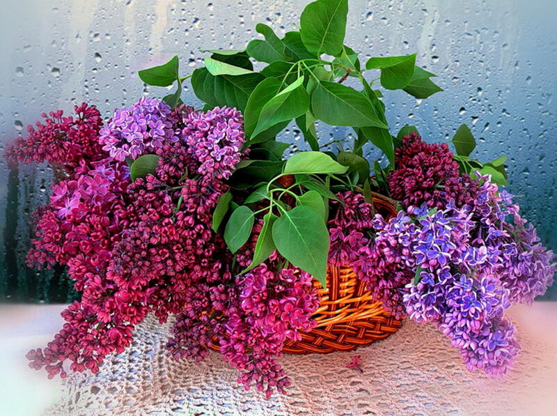 Lilac Flowers in Basket — Purple, Calm, Spring, Photograph, Leaves, Raindrops
