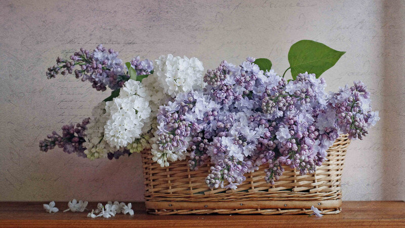 Lilac Flowers in Basket — Purple, Calm, Spring, Photograph, Wooden Surface, Leaves