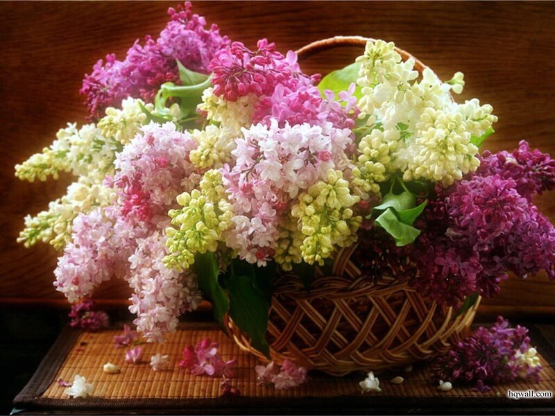 Lilac Flowers in Basket — Purple, Calm
