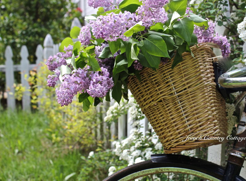 Lilac Flowers in Basket — Purple, Serene, Spring, Photograph, Bicycle