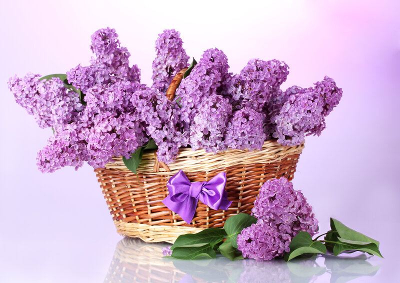 Lilac Flowers in Basket — Purple, Serene, Spring, Photograph, Bow