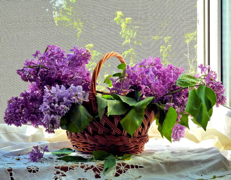 Lilac Flowers in Basket — Purple, Serene, Spring, Photograph, Window
