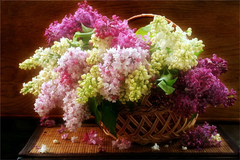 Lilac Flowers in Basket — Purple