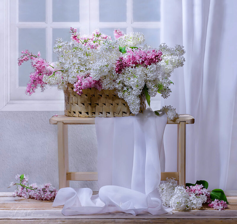 Lilac Flowers in Basket — White, Serene