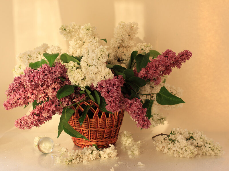Lilac Flowers in Basket — White