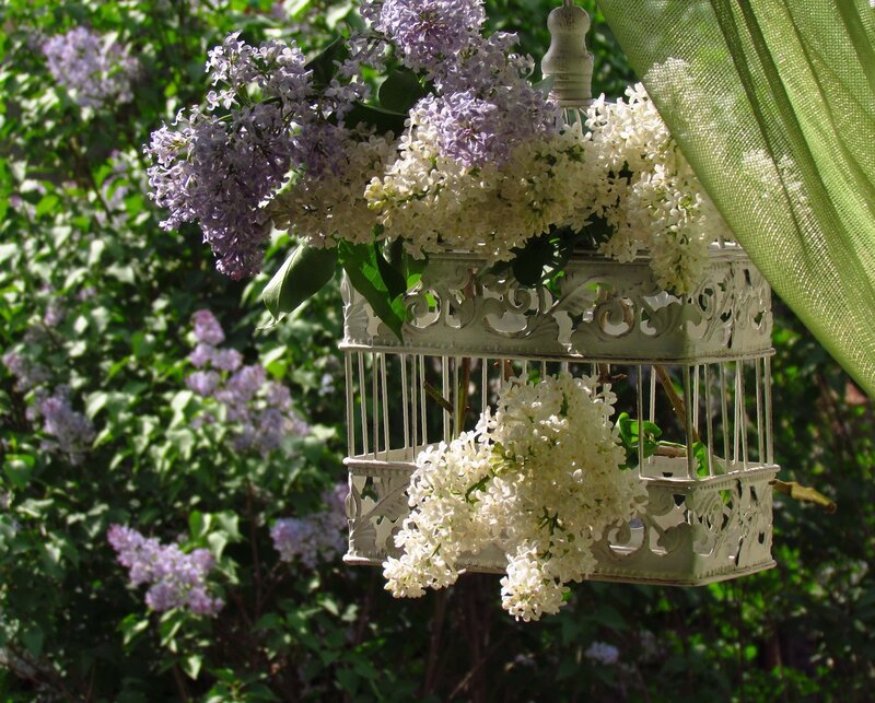 Lilac Flowers in Birdcage