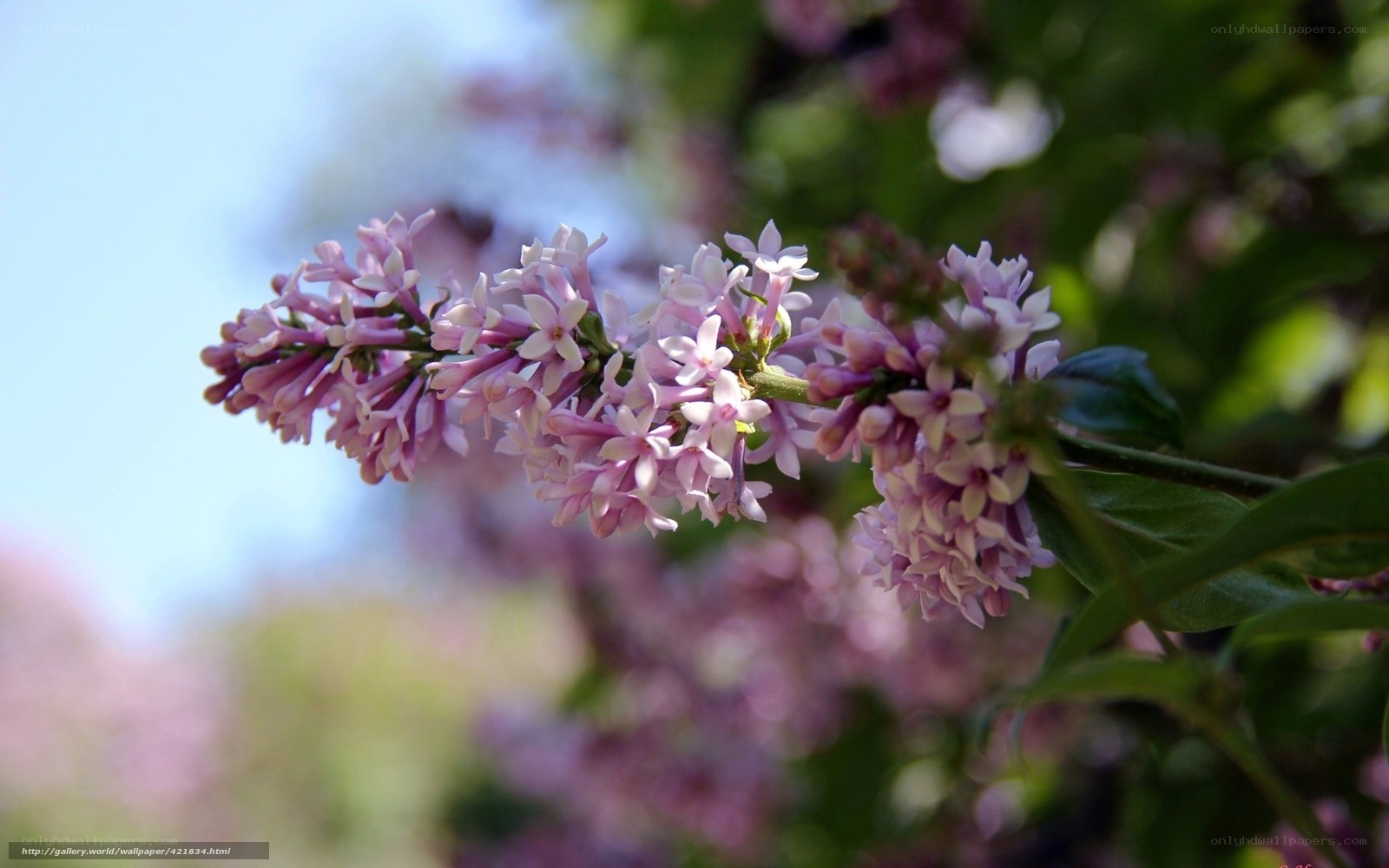 Lilac flowers in bloom