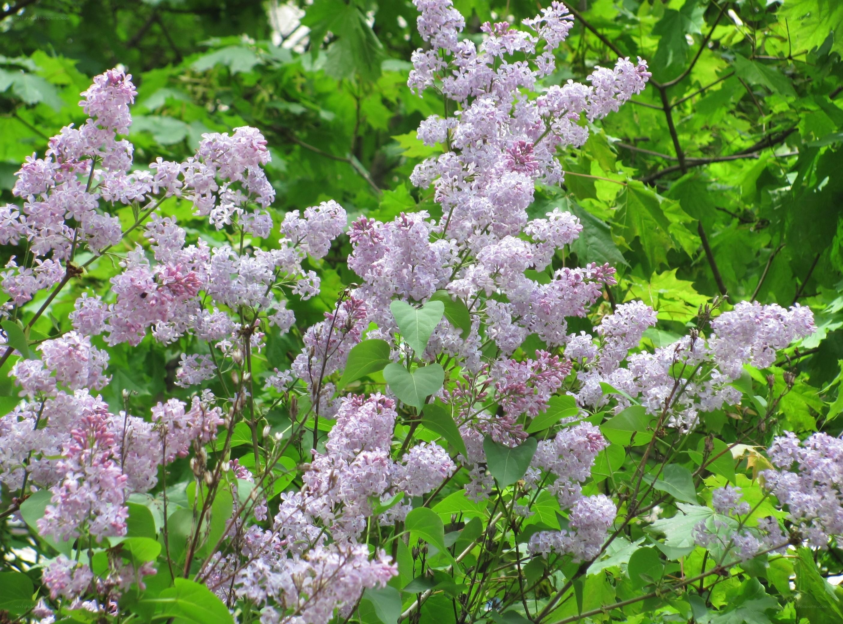Lilac flowers in bloom