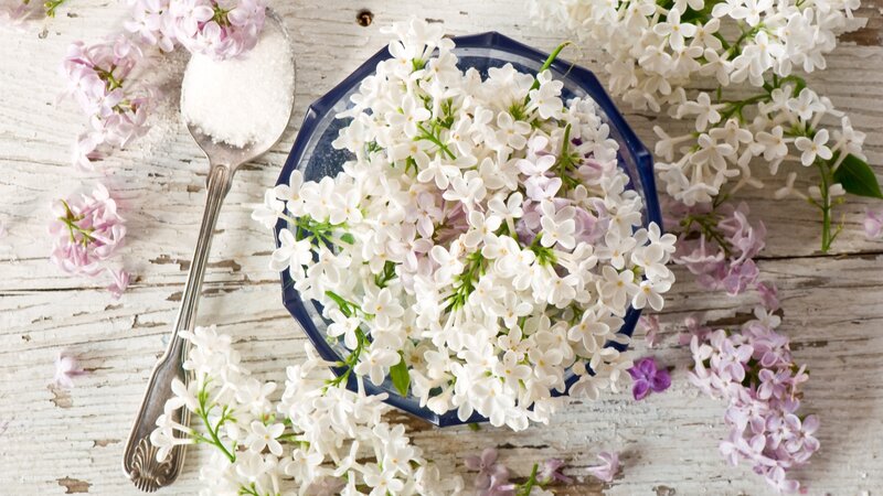 Lilac Flowers in Bowl — White, Serene