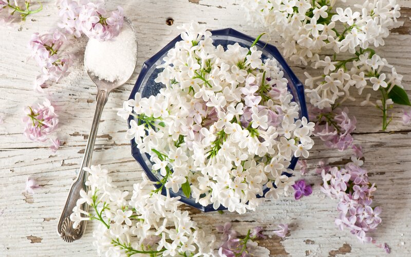 Lilac Flowers in Bowl — White