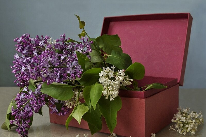 Lilac Flowers in Box — Purple, Calm