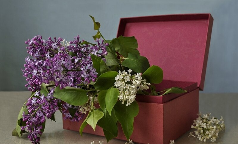 Lilac Flowers in Box — Purple