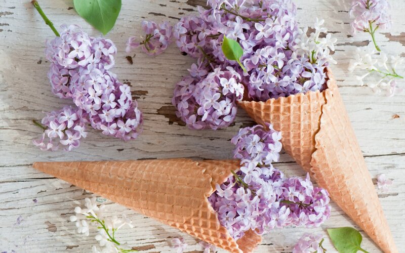 Lilac Flowers in Cones — Purple