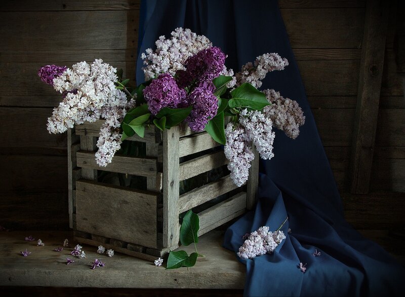 Lilac Flowers in Crate