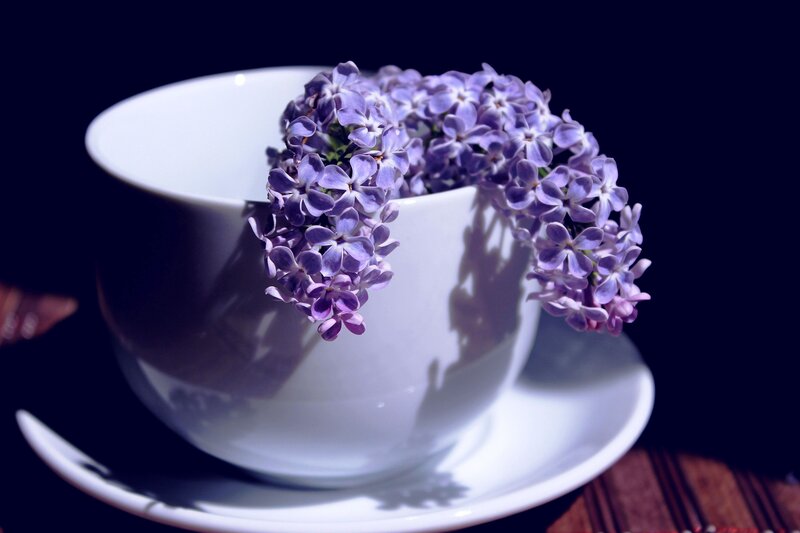 Lilac Flowers in Cup