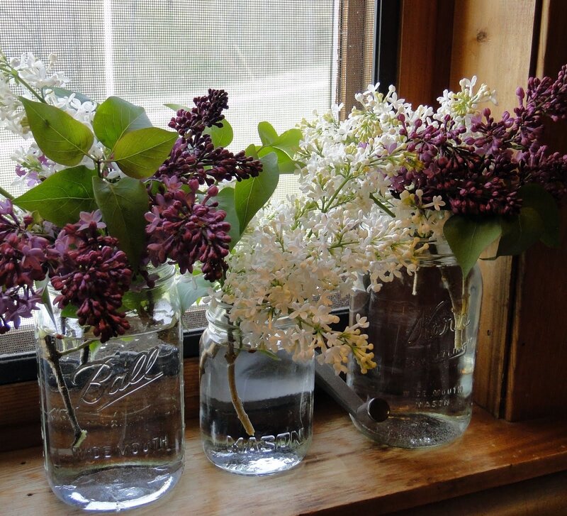 Lilac Flowers in Jars