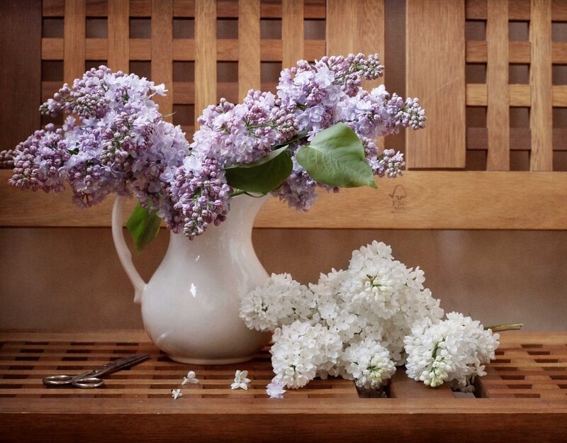 Lilac Flowers in Pitcher