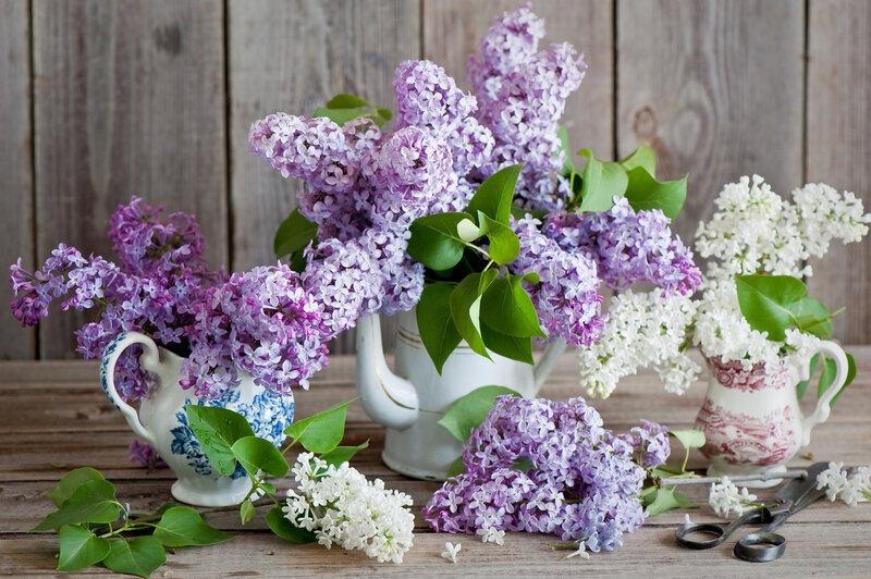 Lilac Flowers in Pitchers
