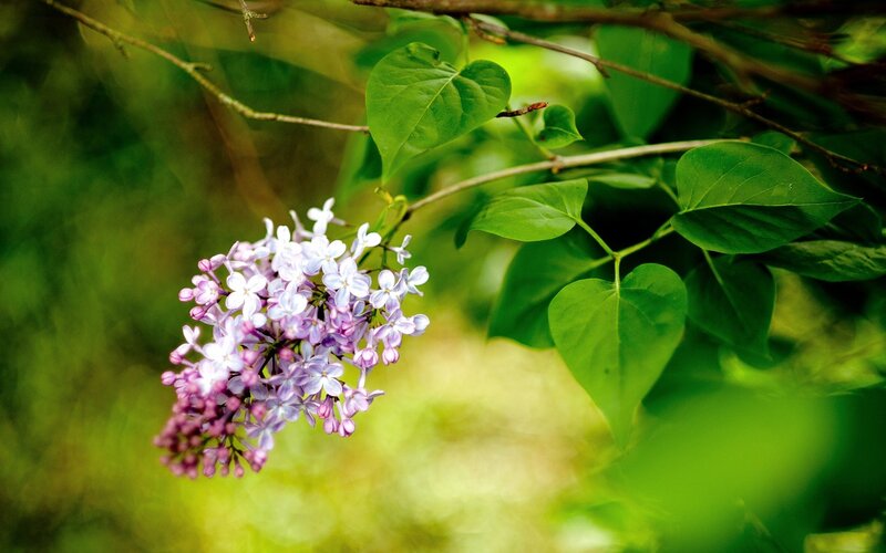 Lilac flowers in spring