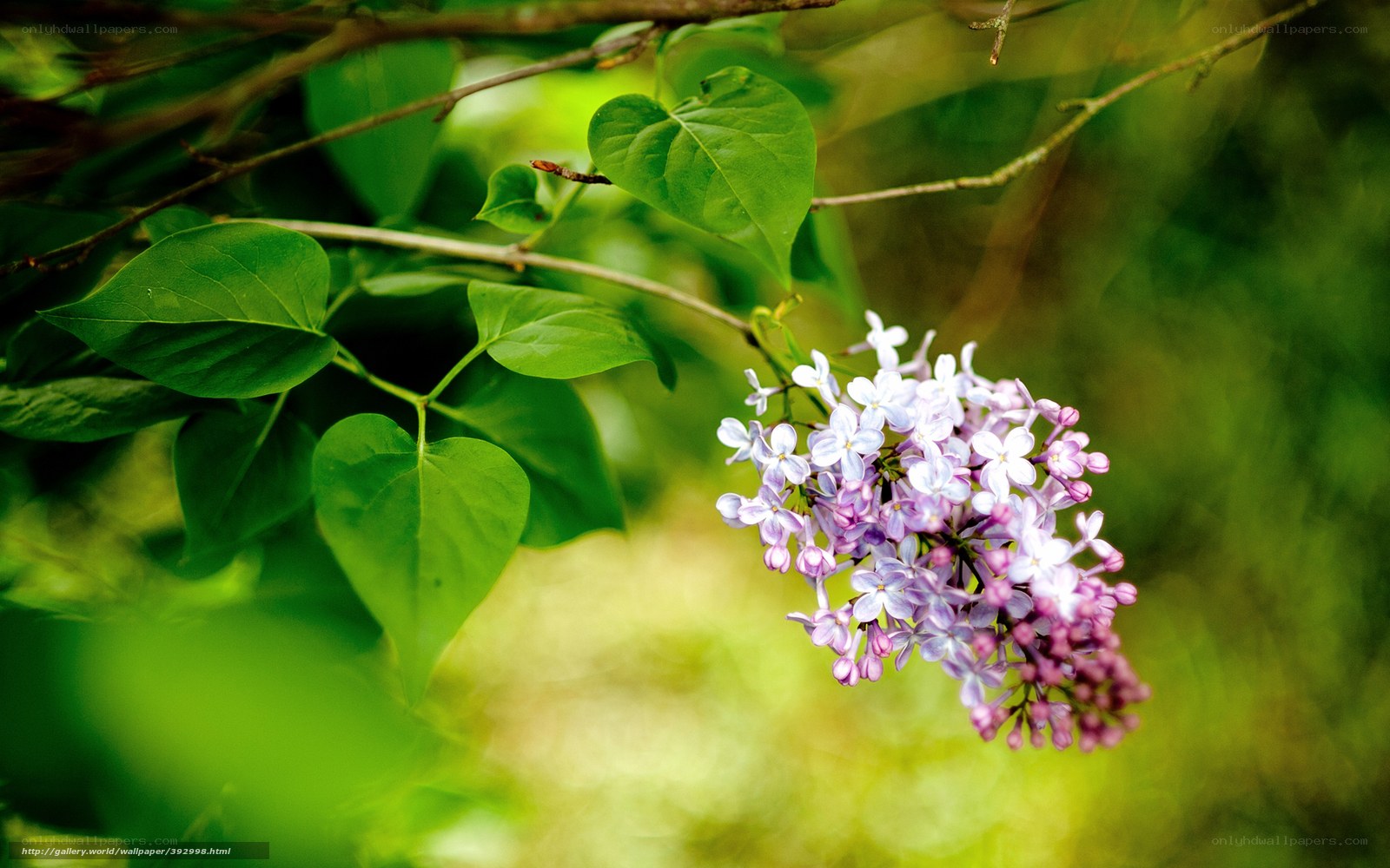 Lilac flowers in spring