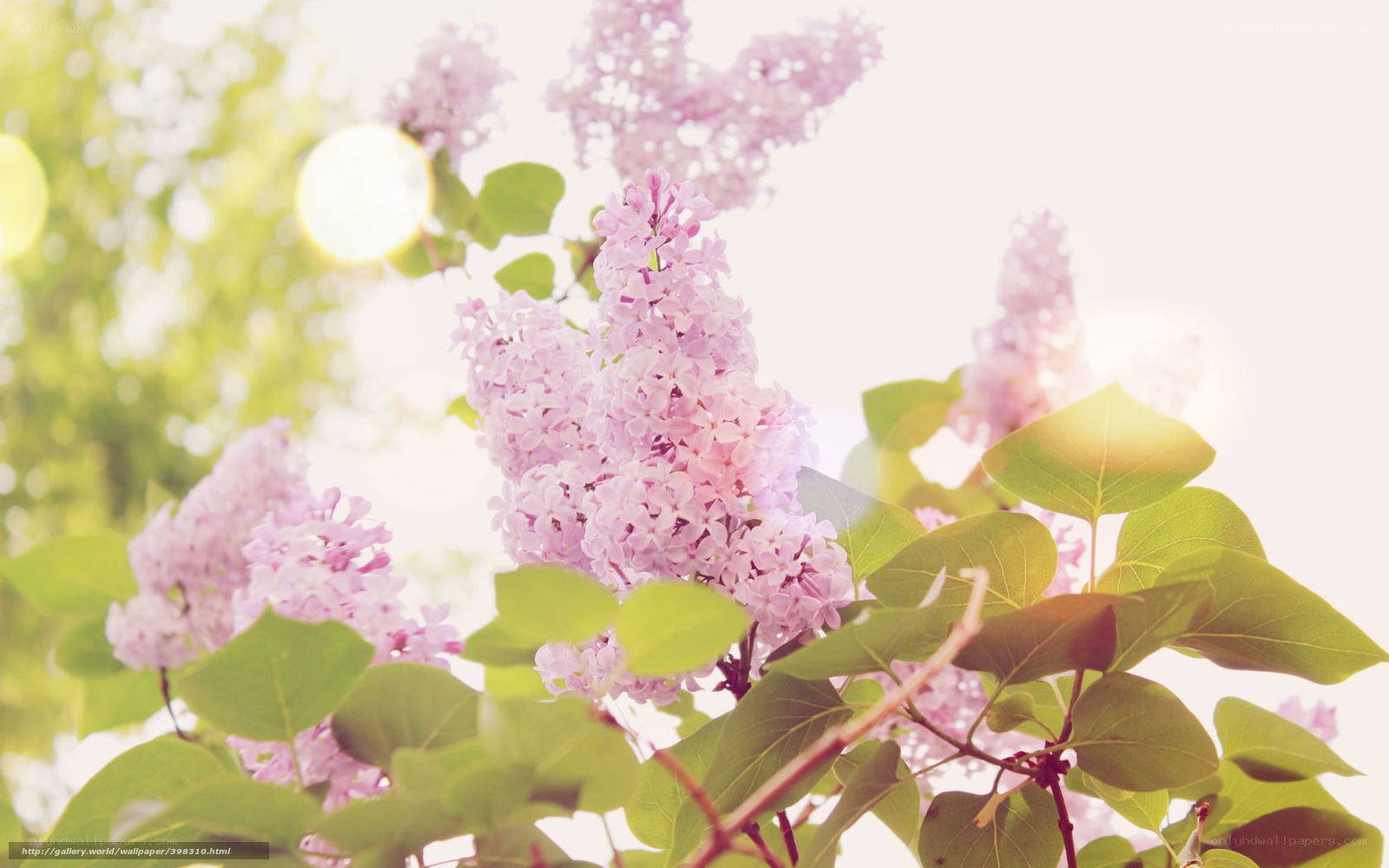 Lilac flowers in sunlight