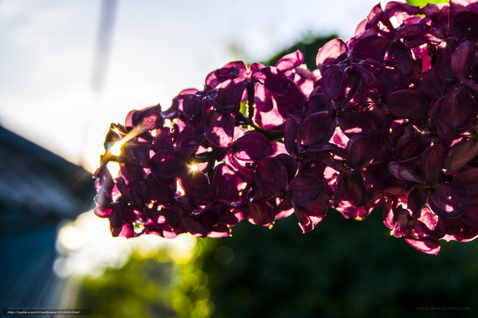 Lilac flowers in sunlight