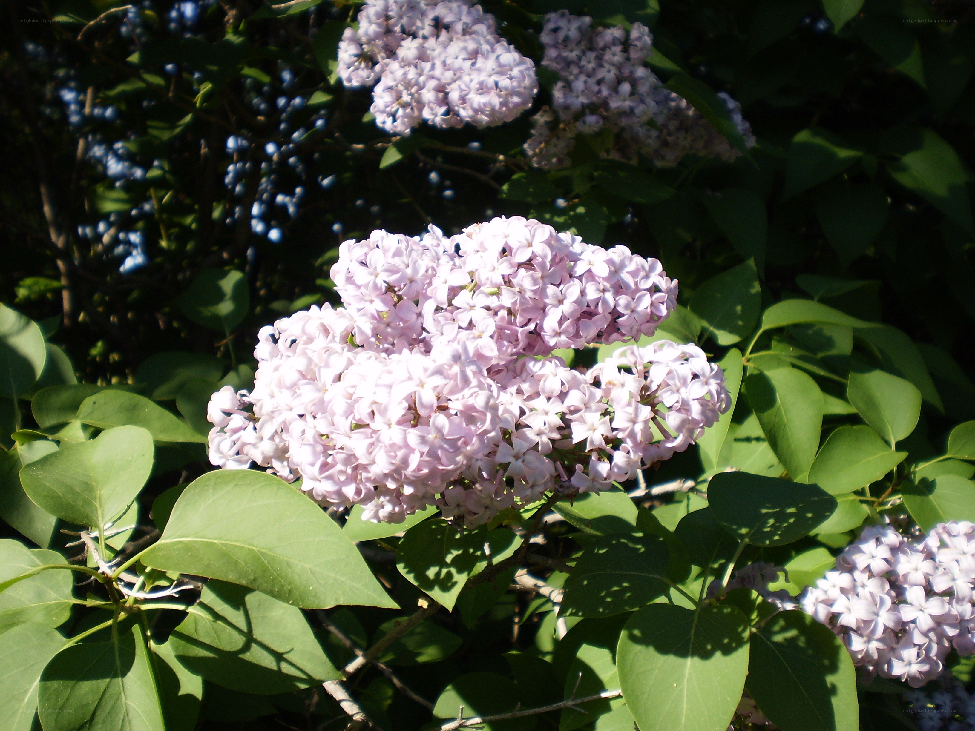 Lilac flowers in sunlight